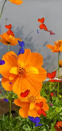 This phone live wallpaper features a beautiful, close-up shot of brightly colored flowers set against a street backdrop, with a stunning view of the cosmos in the background