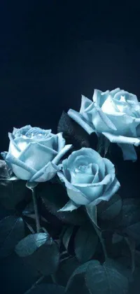 This phone live wallpaper features a beautiful bunch of white roses on a table surrounded by moody blue lighting