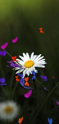 This phone live wallpaper depicts a vibrant daisy flower surrounded by butterflies, perfect for introducing life and color to any home or lock screen