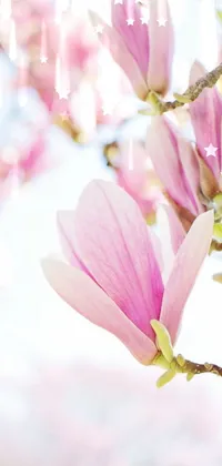 This beautiful phone live wallpaper features a stunning close-up shot of a delicate pink flower on a tree