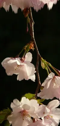 Flower Plant Petal Live Wallpaper