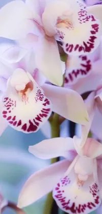 Introducing a beautiful live wallpaper for your phone featuring a realistic and detailed close-up of a bunch of colorful flowers, including a picture, sōsaku hanga, and an orchid