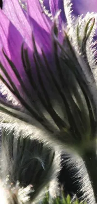 This is a stunning phone live wallpaper featuring a close-up of a purple flower on a plant, captured using macro photography