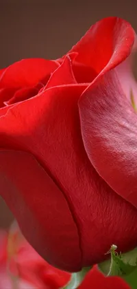 Una rosa de Corazón  Live Wallpaper