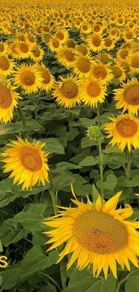 Looking for a stunning live wallpaper that will breathe new life into your phone? Look no further than this gorgeous design which showcases a field of bright yellow sunflowers set against a brilliant blue sky