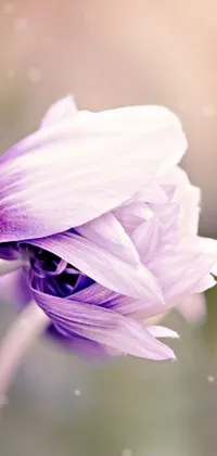 This live wallpaper features a stunning purple flower with lotus petals, set against a pastel blurred background