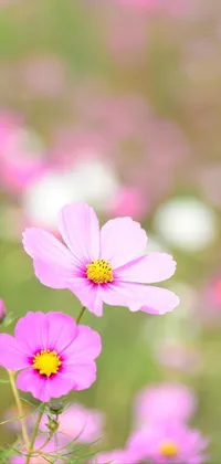 This stunning live wallpaper for your smartphone features a field full of fragrant pink and white flowers set against a vibrant bokeh photo effect