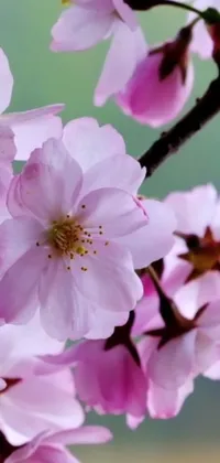 Get mesmerized with this phone live wallpaper! Featuring an up-close view of beautiful pink flowers blooming on a tree, this wallpaper showcases the vibrant colors of the flowers against the lush foliage background