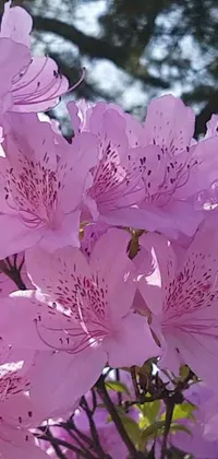 This phone live wallpaper features a stunning close-up of pink flowers, perfect for nature lovers