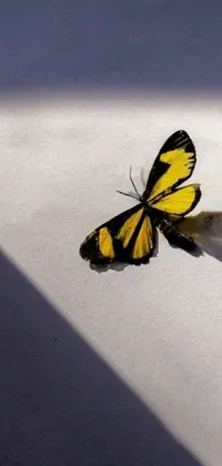 This phone wallpaper features a stunning yellow and black butterfly, perched on a smooth white surface