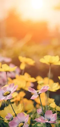 This live wallpaper for your phone features a beautiful field of flowers captured during the golden hour