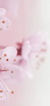 This phone live wallpaper showcases a beautiful close-up image of pink flowers on a light pink background with an avatar feature