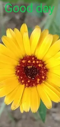 Welcome to our stunning yellow flower phone live wallpaper