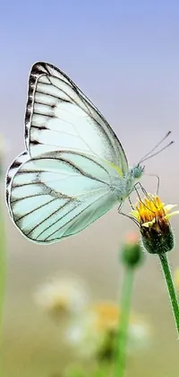 Flower Plant Petal Live Wallpaper