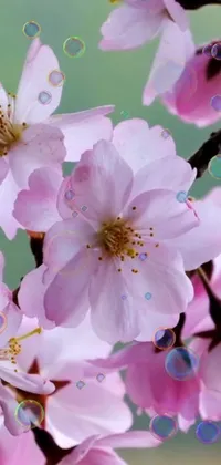 This beautiful phone live wallpaper showcases a group of pink flowers up close, giving viewers an impressive capture of nature's beauty