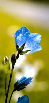 This stunning phone wallpaper showcases a vivid blue flower with a soft, blurred background