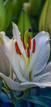 Decorate your phone with a mesmerizing photorealistic live wallpaper of a white lily flower with exquisite details and water droplets