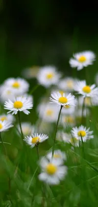 This phone live wallpaper showcases a beautiful field teeming with white and yellow flowers against a minimalist background