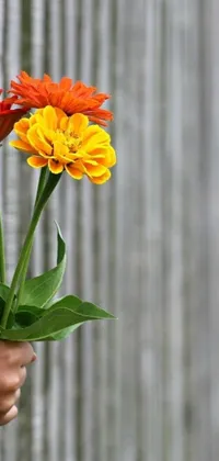 This gray and orange phone live wallpaper features a bunch of flowers held in hand