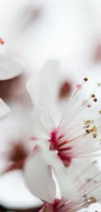 This stunning phone live wallpaper showcases a close-up of beautiful white flowers in full bloom