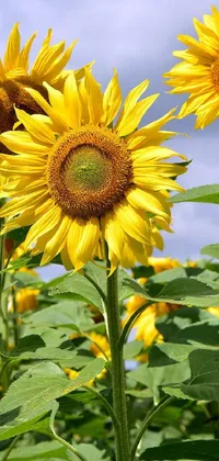 Flower Plant Petal Live Wallpaper