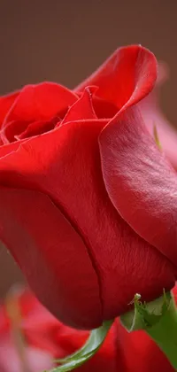 This gorgeous live wallpaper features a macro photograph of stunning red roses