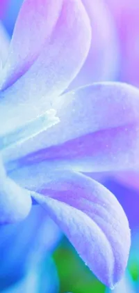 This phone live wallpaper features a beautiful macro photograph of a pink and blue hyacinth flower