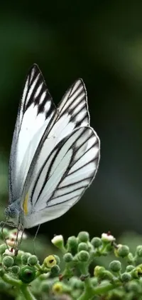 This live wallpaper showcases a stunning macro photograph of a butterfly on a flower, featuring beautiful white striped detail
