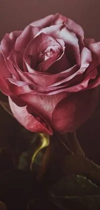 This phone live wallpaper showcases a beautiful pink rose with green leaves, perfect for adding a romantic touch to your phone