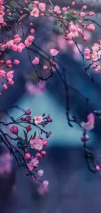 This phone live wallpaper features a beautiful close-up of a tree with lovely pink flowers set against a forest of blue flowers
