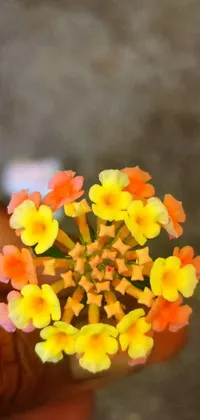 Get this stunning macro photograph for your phone's live wallpaper
