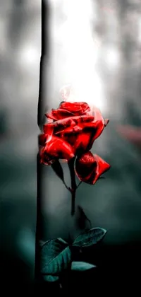 This live wallpaper features a stunning red rose in the middle of a street, creating a romantic and dramatic atmosphere