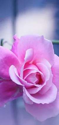 The Pink Rose Live Wallpaper showcases a beautiful, realistic depiction of a pink rose placed on top of a table