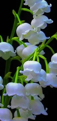 This live wallpaper for phones captures the sheer beauty of a bunch of white flowers, set against a serene backdrop of a blue forest with scattered bells throughout