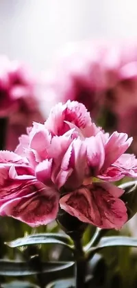This phone live wallpaper showcases a striking close-up of a gorgeous bunch of pink flowers, consisting of tulips and carnations