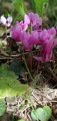 This live wallpaper for your phone showcases a stunning close-up of a pretty pink flower gently sheltered under the broad leaf of a green plant