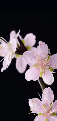 This phone live wallpaper showcases beautiful pink flowers in exquisite detail
