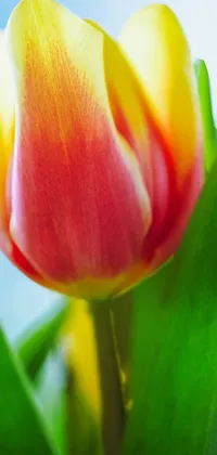 This stunning live wallpaper features a close-up view of a bright yellow and red tulip, showcasing its beautifully vivid colors and intricate details
