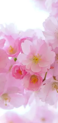This phone live wallpaper features pink flowers in bloom on a white background with a light reflection at the center