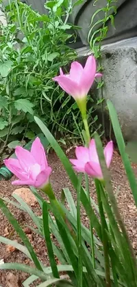 This phone live wallpaper showcases a close-up shot of pink flowers in full bloom in a garden setting