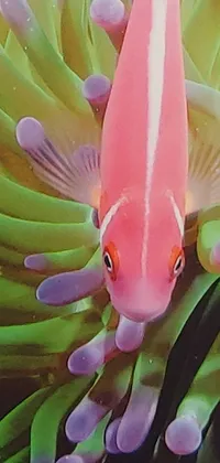 This phone live wallpaper showcases a photorealistic close up of a fish in a sea anemone, providing a beautiful and captivating visual experience