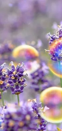 This phone live wallpaper features sparkling soap bubbles floating atop lush purple flowers and lavender plants