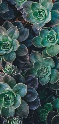 Enjoy the beauty of nature on your phone with this stunning live wallpaper! The close up image captures lush green plants in intricate details and is perfect for nature lovers