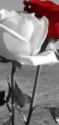 This live wallpaper showcases a close-up shot of a red and white rose near a body of water