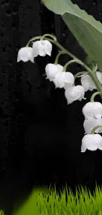 Flower Plant Petal Live Wallpaper
