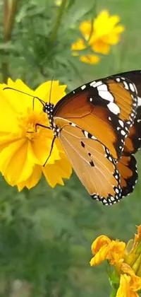 This phone live wallpaper features a stunning butterfly perched on a vibrant yellow flower against a backdrop of the cosmos