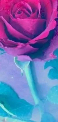This digital phone live wallpaper showcases a close-up view of a stunning pink rose against a beautiful blue background