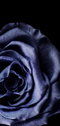 This stunning phone wallpaper features a detailed macro shot of a blue rose set against a sleek black backdrop