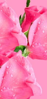 This digital phone wallpaper depicts a bunch of pink roses covered in water droplets, giving it a stunning, lifelike look