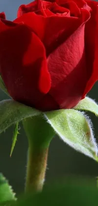 This phone live wallpaper features a stunning close-up image of a vibrant red rose on its stem